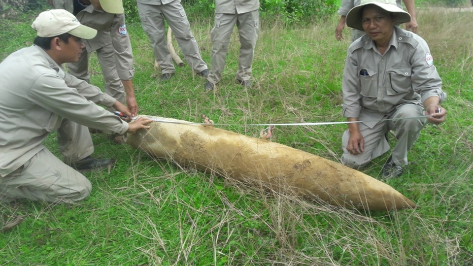 Bom “khủng” phát lộ bên bờ sông sau trận mưa lớn - 1 Lực lượng rà phá bom mìn đưa quả bom lên mặt đất