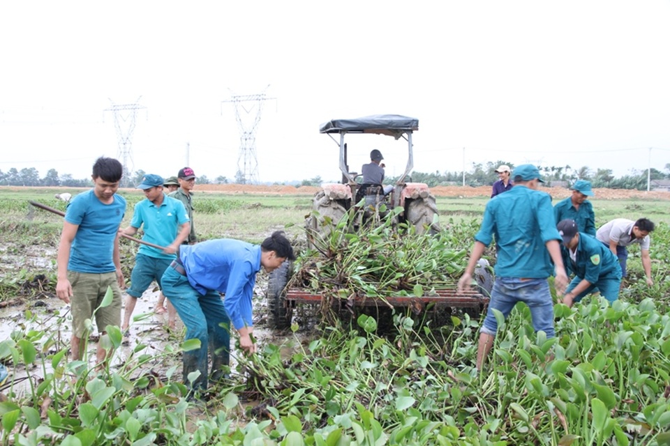 
Các đoàn viên xung kích dọn sạch bèo để nông dân có ruộng sạch sẽ canh tác
