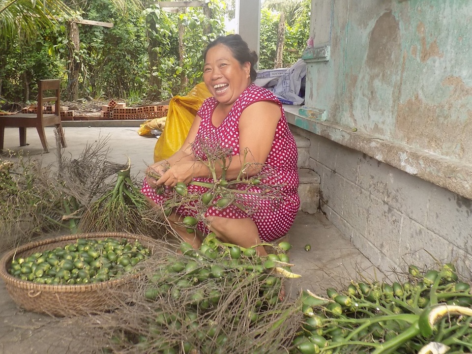 Người dân Khánh Hòa đổ xô bán cau non cho thương lái
