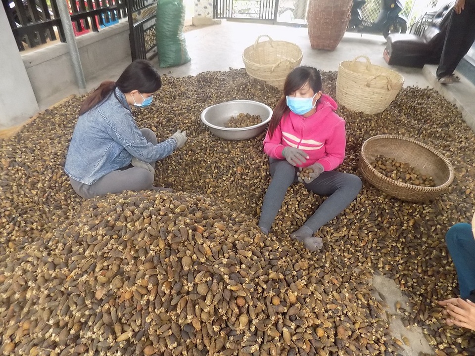 Cau sau khi được sấy khô, chuẩn bị đóng bao bán sang Trung Quốc