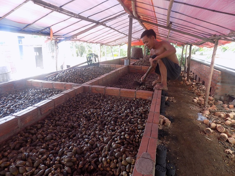 Một lò sấy cau ở thị xã Ninh Hòa, Khánh Hòa