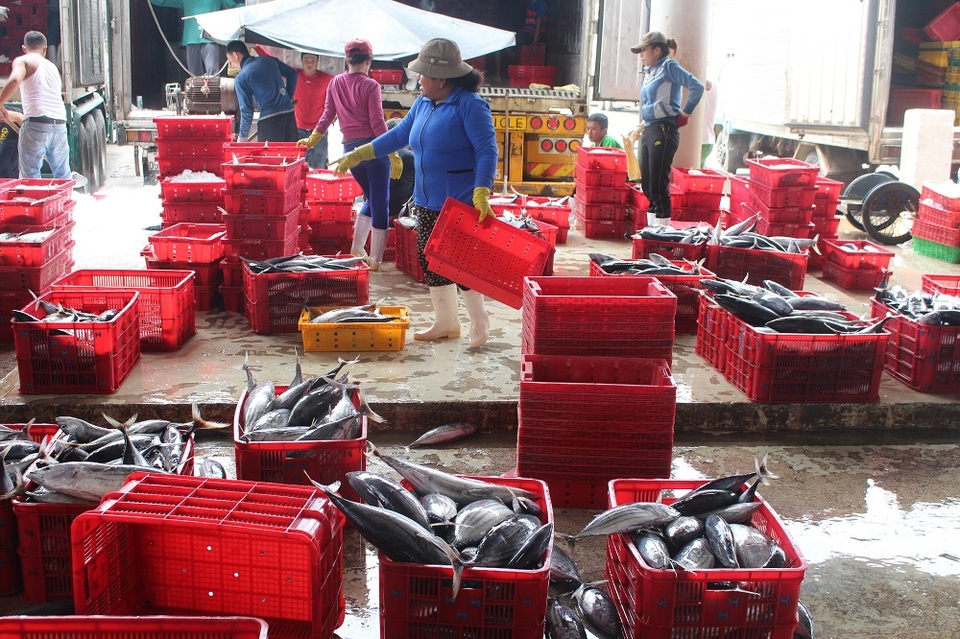 
Theo ngư dân, do cá di chuyển nên đánh bắt nhỉnh hơn
