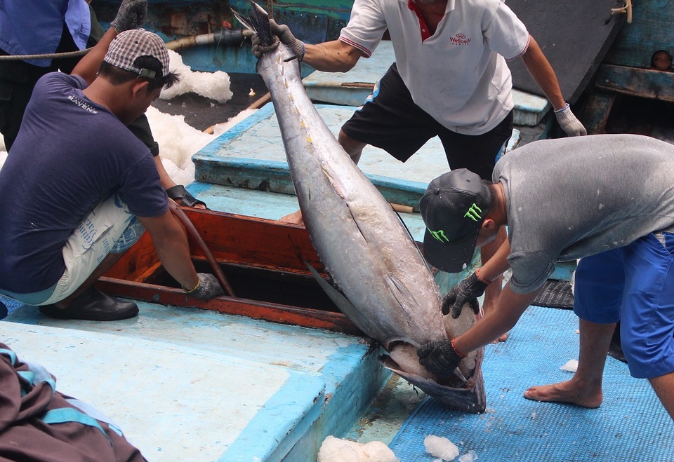 Ngư dân Nam Trung Bộ vận chuyển cá ngừ đại dương lên cảng Hòn Rớ (TP Nha Trang) những ngày gần đây
