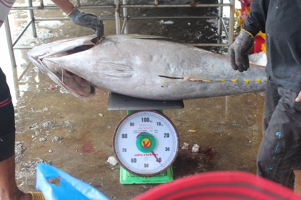 Hiện cá ngừ đại dương tăng 10.000 đồng, đạt 105.000 đồng/kg khiến ngư dân phấn khởi