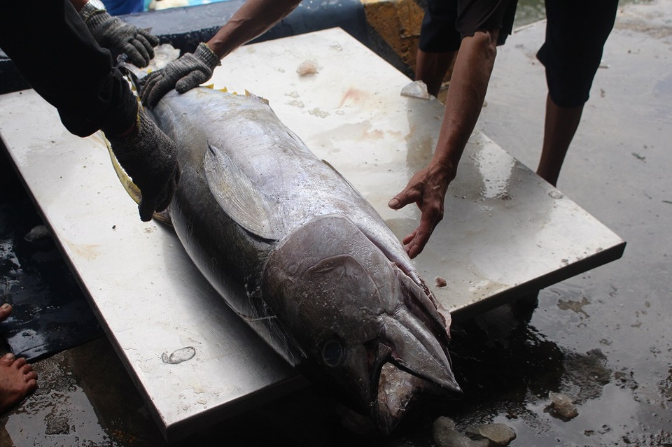 Giá cá ngừ bất ngờ “tăng vọt”, ngư dân thu lãi trăm triệu đồng/chuyến - 3