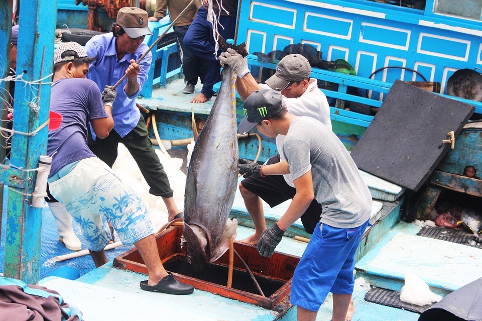 Ngư dân TP Nha Trang, Khánh Hòa sau một chuyến đánh bắt cá ngừ đại dương ở Trường Sa trở về