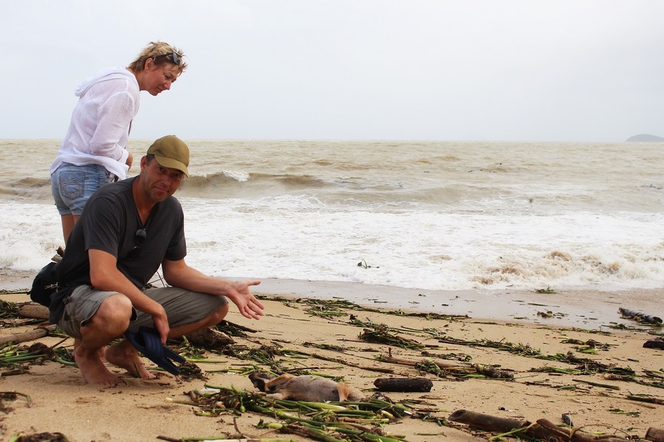 
Du khách nước ngoài bên một xác động vật bị chết dạt vào bờ
