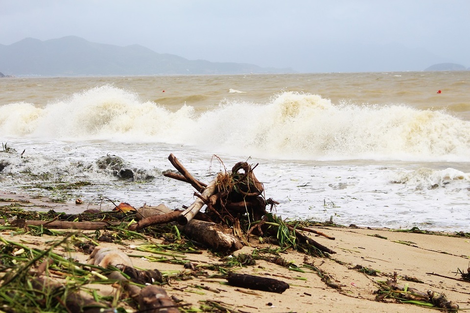 Đa phần là các củi khô, cây khô... từ thượng nguồn