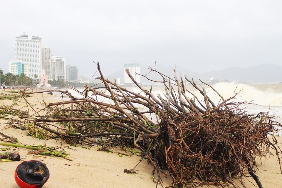 Hàng loạt nhánh củi lớn dạt vào bờ biển Nha Trang