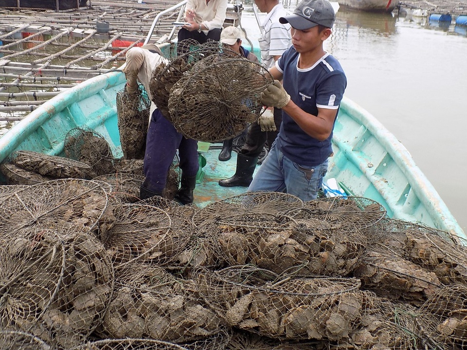 
Vì nuôi nghề độc, mỗi tháng mang lại cho anh Tuấn hàng chục triệu đồng
