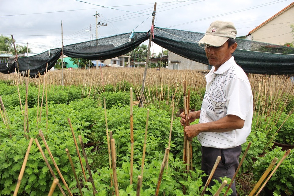 Năm ngoái, mỗi hộ trồng hoa ở vùng này lãi hàng chục triệu đồng, có hộ lãi 120 triệu đồng nhờ được thị trường đón nhận