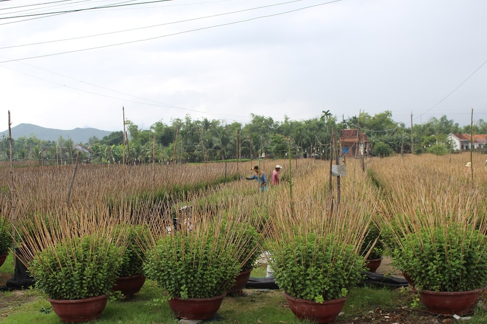 Người dân làng hoa Phong Phú (phường Ninh Giang, thị xã Ninh Hòa, tỉnh Khánh Hòa), một làng hoa cúc nổi tiếng ở Nam Trung Bộ hối hả vào mùa