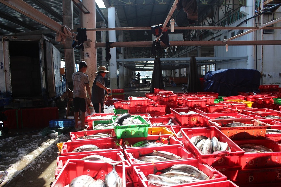 
Tàu cá ngư dân ghé cảng hối hả bốc xếp cá lên bờ. Xe đông lạnh tại cảng chuẩn bị đưa cá đi tiêu thụ.
