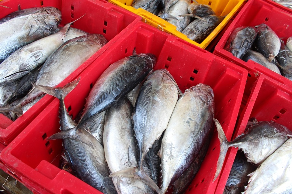 Ngư dân trúng đậm cá ngừ ở Trường Sa, Nhà giàn DK1 - 2