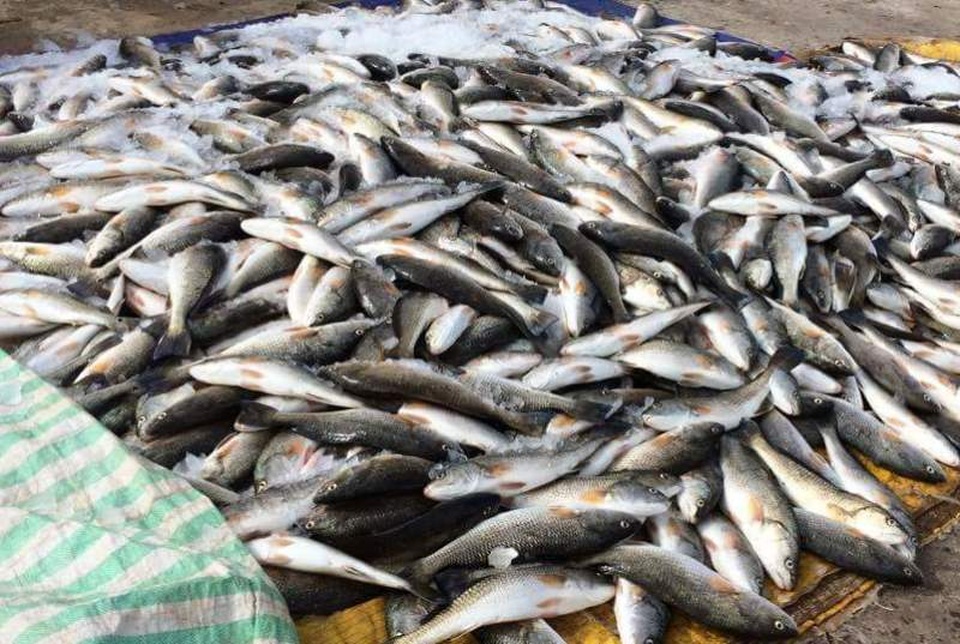 Vụ cá chết ở Nghi Sơn: Đã có kết quả xét nghiệm mẫu nước - 1 Tình trạng cá chết ở xã đảo Nghi Sơn và xã Tĩnh Hải, huyện Tĩnh Gia