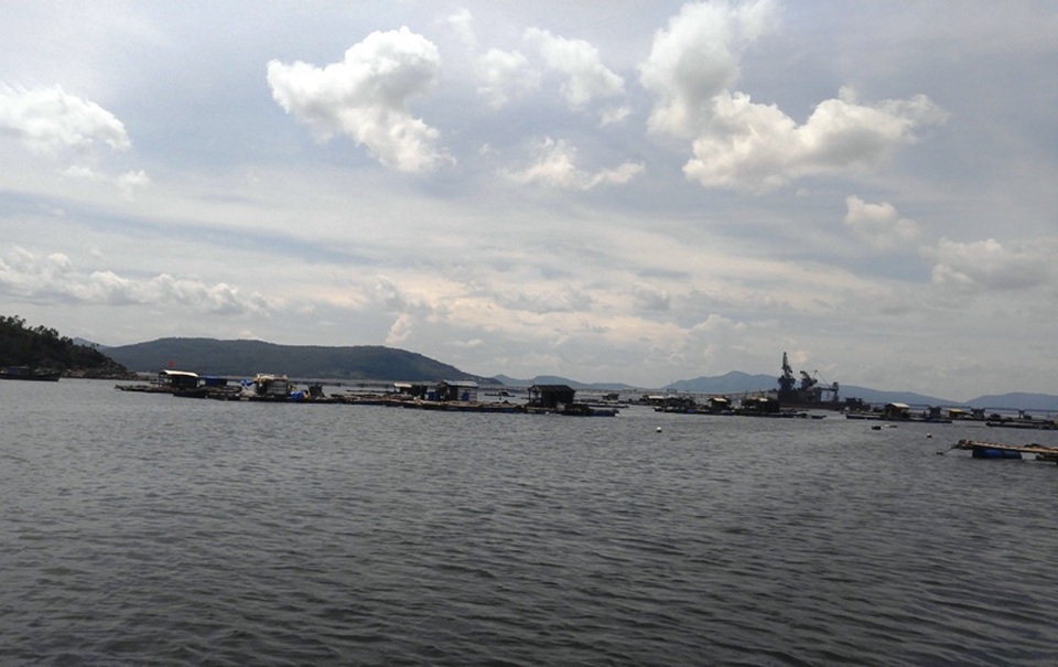 Xuất hiện cá tự nhiên chết trên biển Thanh Hóa - 1 Vùng biển xã Nghi Sơn, huyện Tĩnh Gia