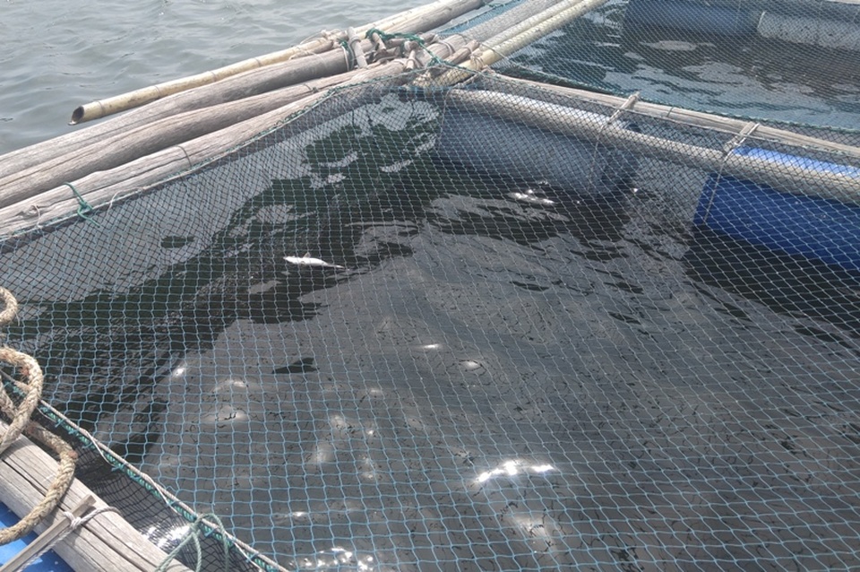 Xuất hiện cá tự nhiên chết trên biển Thanh Hóa - 2 Cá lồng của bà con chết hàng loạt