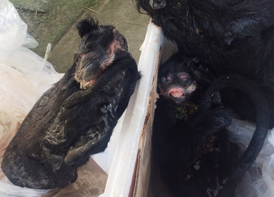 Xe khách vận chuyển 4 cá thể Voọc đen má trắng - 1 Những cá thể Voọc được phát hiện trên xe khách