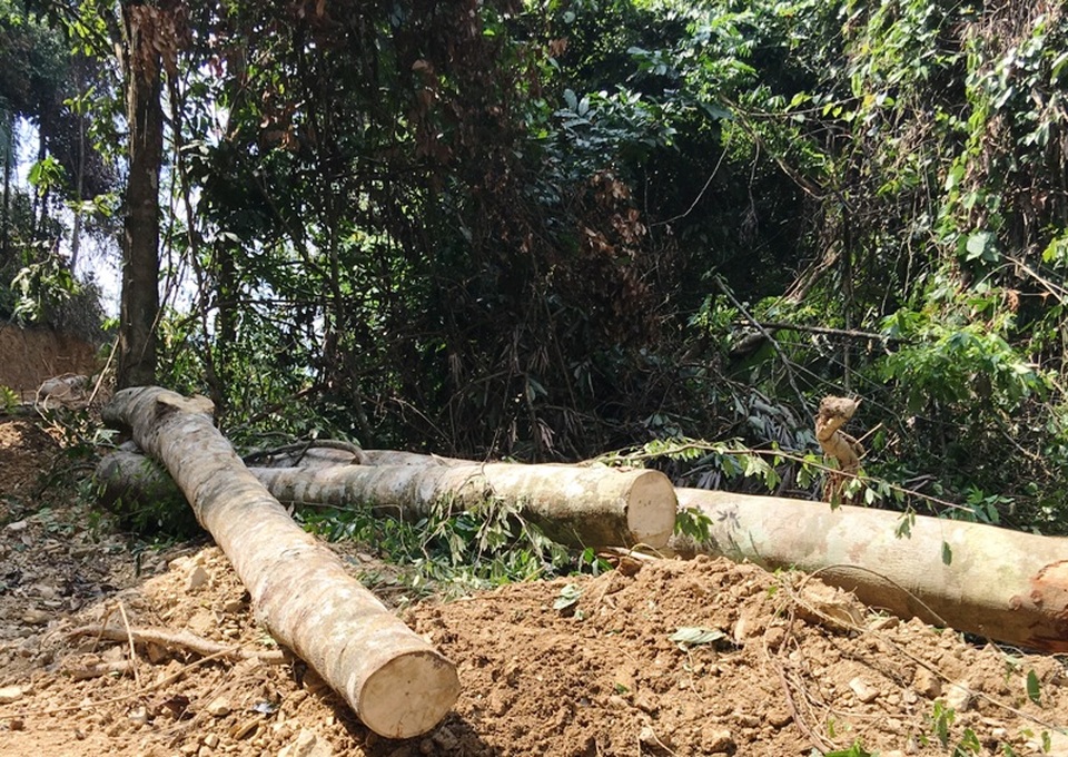 Những thân gỗ lớn đã được cắt nằm bên đường ngay đầu lối vào khu vực đang khai thác