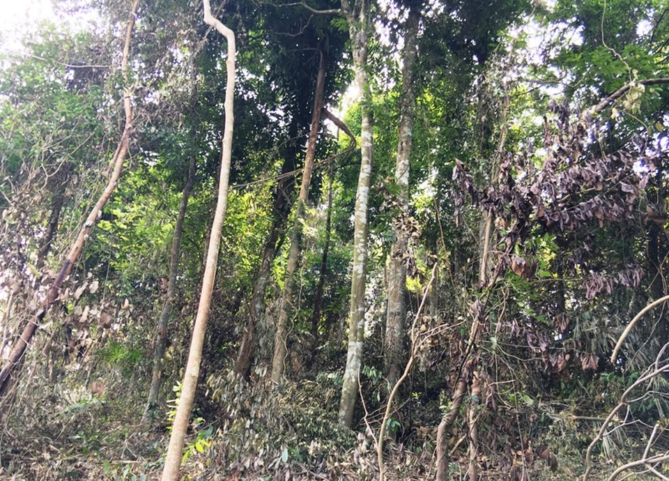 
Nguyên nhân do đâu rừng bị đánh giá là nghèo kiệt để rồi bị khai thác chuyển đổi?
