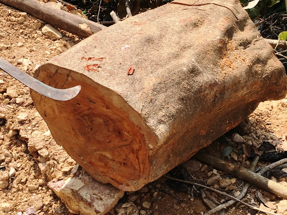 Một gốc cây lim còn sót lại