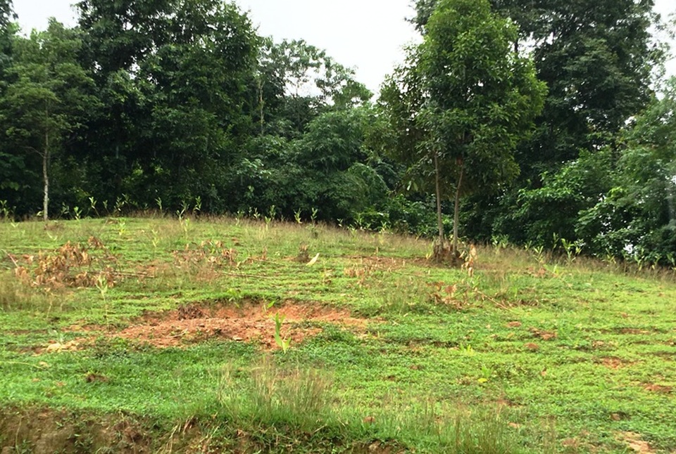 Đoàn thiện nguyện giúp gia đình em Trúc trồng keo trong vườn