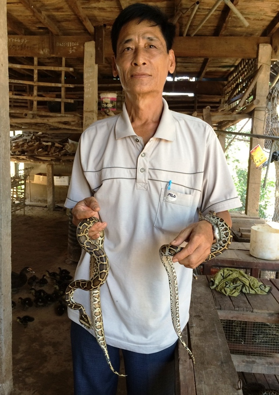 Không ngồi chờ lũ về, nông dân "tung ra" vay vốn nuôi cá, nuôi bò - 3 Trưởng ấp Phú Mỹ Phạm Hồng Chạp vừa nuôi cá lóc vừa nuôi trăn. Theo ông bà con nghèo sống nghề câu lưới ở địa phương đang cần nguồn vốn hỗ trợ để chuyển đổi nghề thay vì cứ bám vào con cá, con tôm như bao năm qua