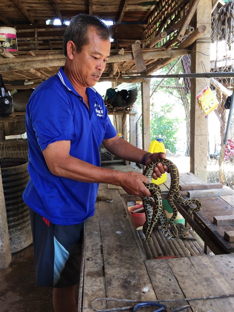Không ngồi chờ lũ về, nông dân "tung ra" vay vốn nuôi cá, nuôi bò - 2
Ông Đỗ Văn Luôn đã có 3 năm nuôi trăn. Theo ông nghề này phụ hợp với những người lớn tuổi như ông và có thể kiếm bạc triệu bỏ túi sau 7-8 tháng nuôi