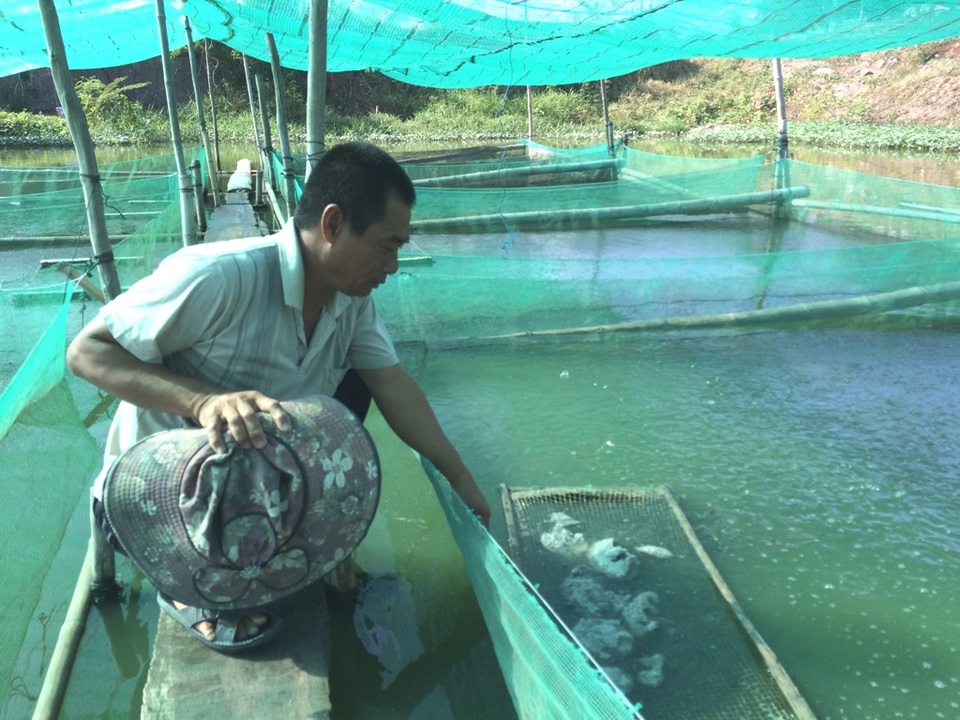 Không ngồi chờ lũ về, nông dân "tung ra" vay vốn nuôi cá, nuôi bò - 1 Ông Kiều Văn Ngại bỏ câu lưới, thuê ao ương cá lóc giống cả chục năm qua. Nhờ nghề này, hiện vợ chồng ông có cuộc sống ổn định hơn trước