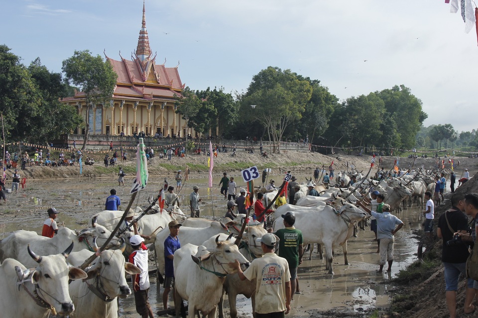 An Giang: Sôi nổi Lễ Hội đua bò chùa Rô - 1