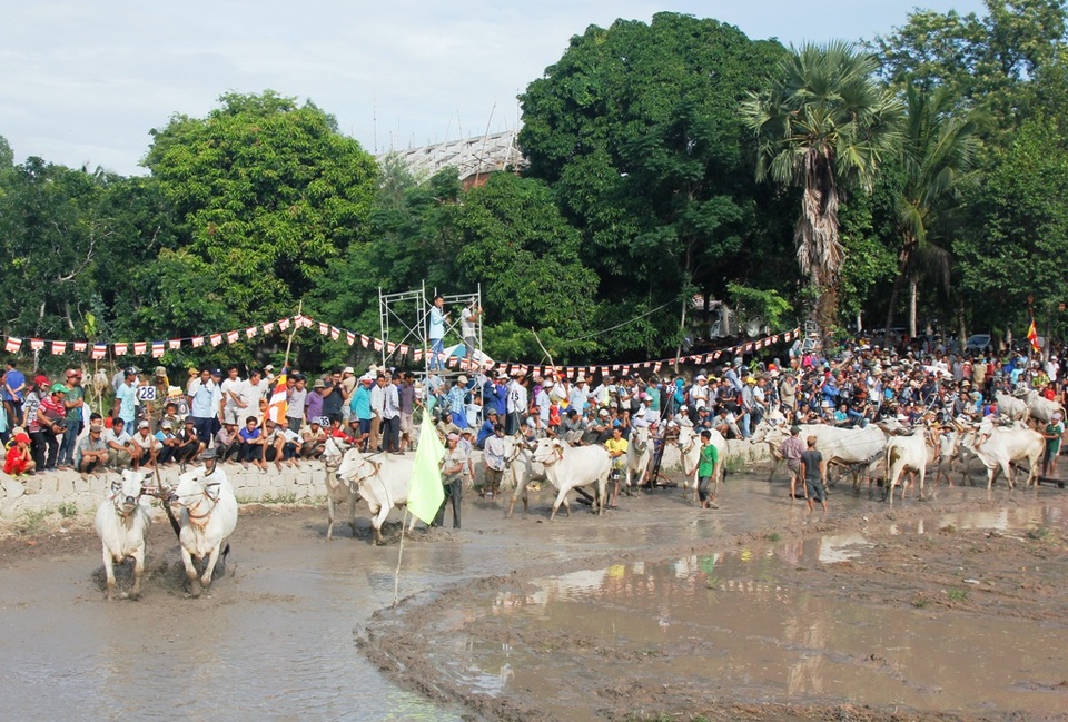 An Giang: Sôi nổi Lễ Hội đua bò chùa Rô - 2