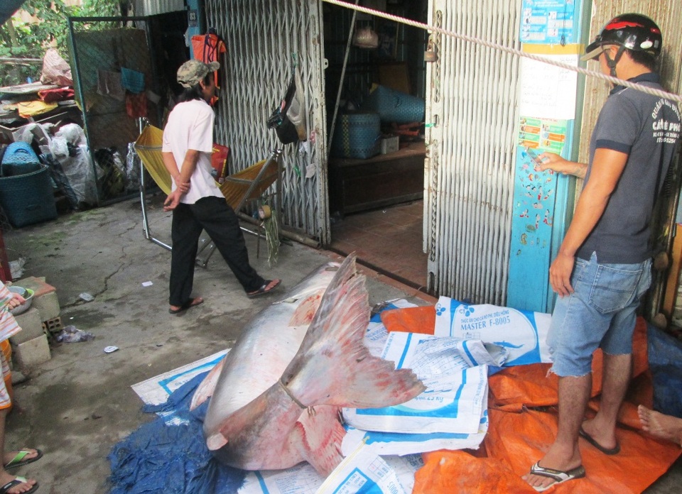Tắc đường vì dân kéo nhau đi xem cá “khủng” hơn 200kg - 1 Con cá tra nặng 200kg mà gia đình bà V. vừa mua được của một người dân đánh bắt được trên Biển Hồ Campuchia