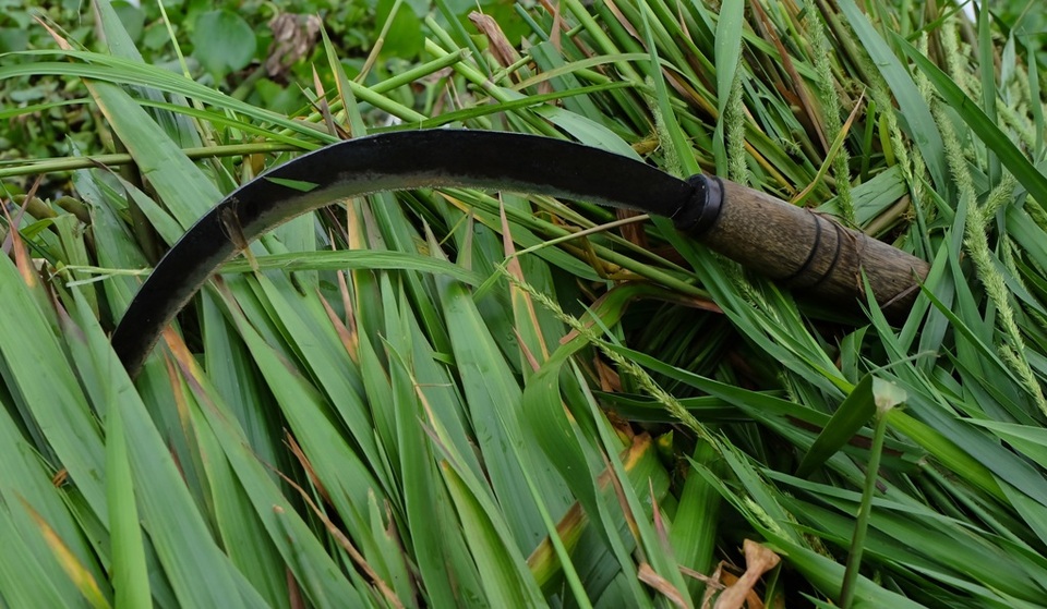 Người dân dùng lưỡi hái để cắt cỏ nên công việc “săn cỏ” khá là vất vả.