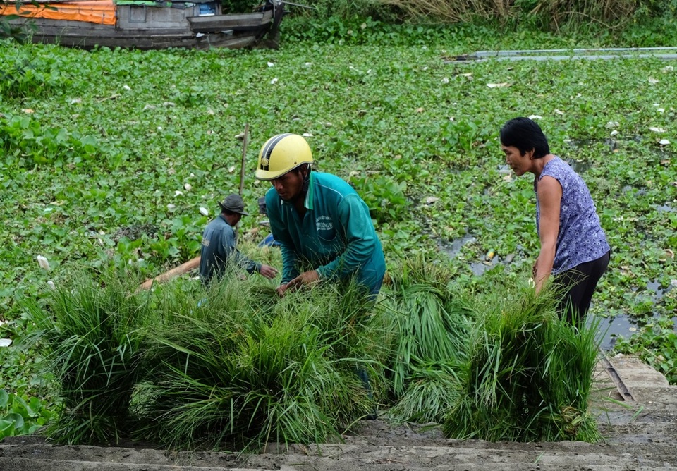 Chuyến cỏ đầu tiên của ông Chau Rem vừa về tới bến là đã có khách hàng đón sẵn để mua.