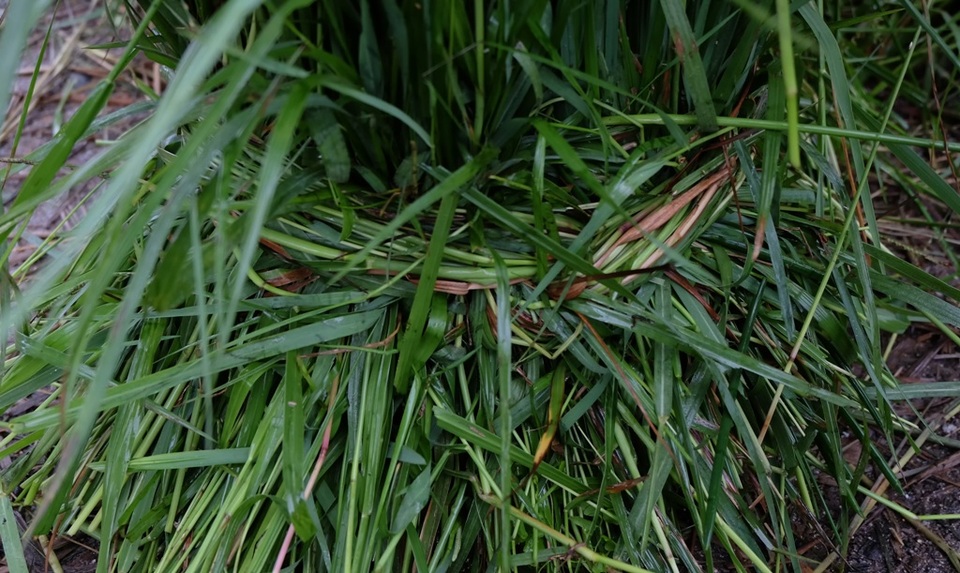 Cỏ mùa nước nổi tuy hiếm nhưng được cái xanh tốt