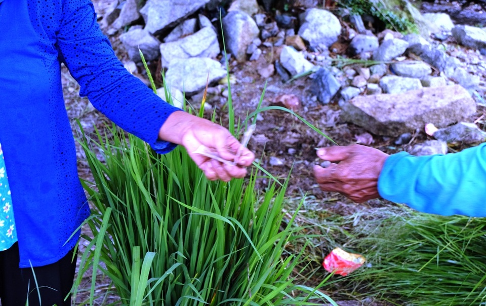 Cỏ chỉ bán 3 bó với giá là 10.000 đồng và không bán lẻ. Trung bình một người cắt cỏ mỗi ngày bỏ túi từ 100.000 - 200.000 đồng