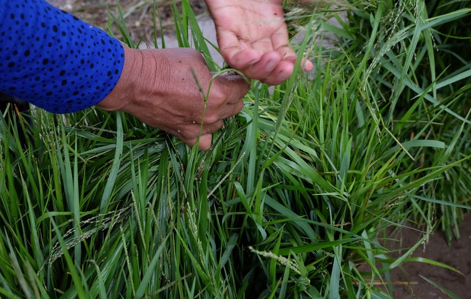 Vợ ông Chau Rem đang giúp người mua cột từng bó cỏ lại để chất lên xe chở về.