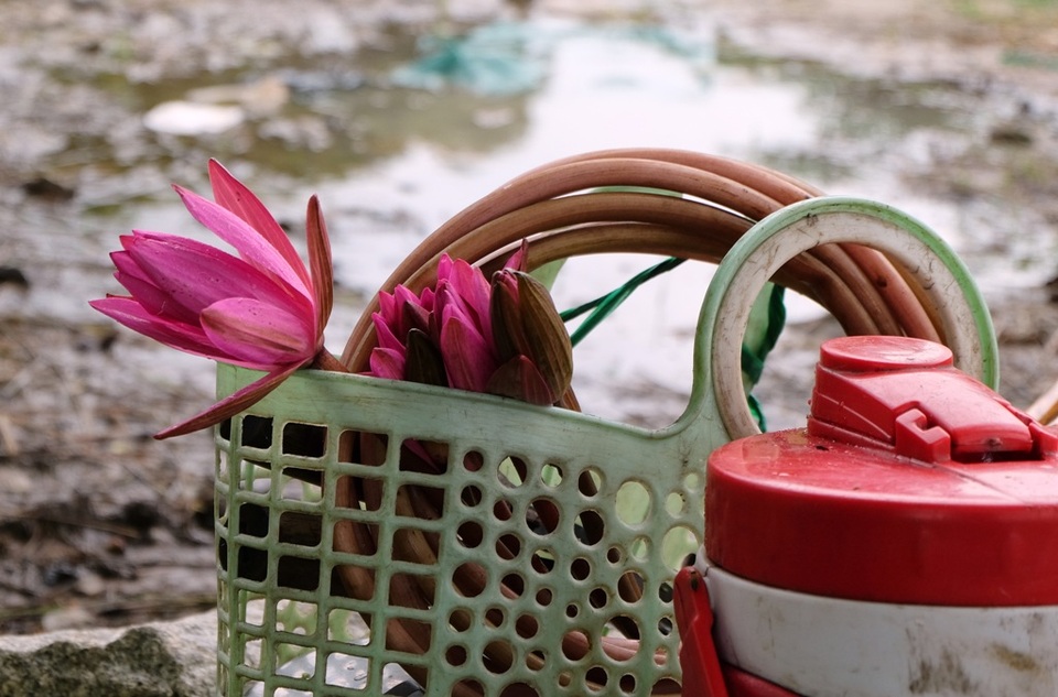 Đi cắt cỏ đồng xa, bà con đi từ sớm nên phải mang theo phần ăn trưa và cũng tranh thủ hái mớ bông súng về tăng gia cho bữa cơm chiều.