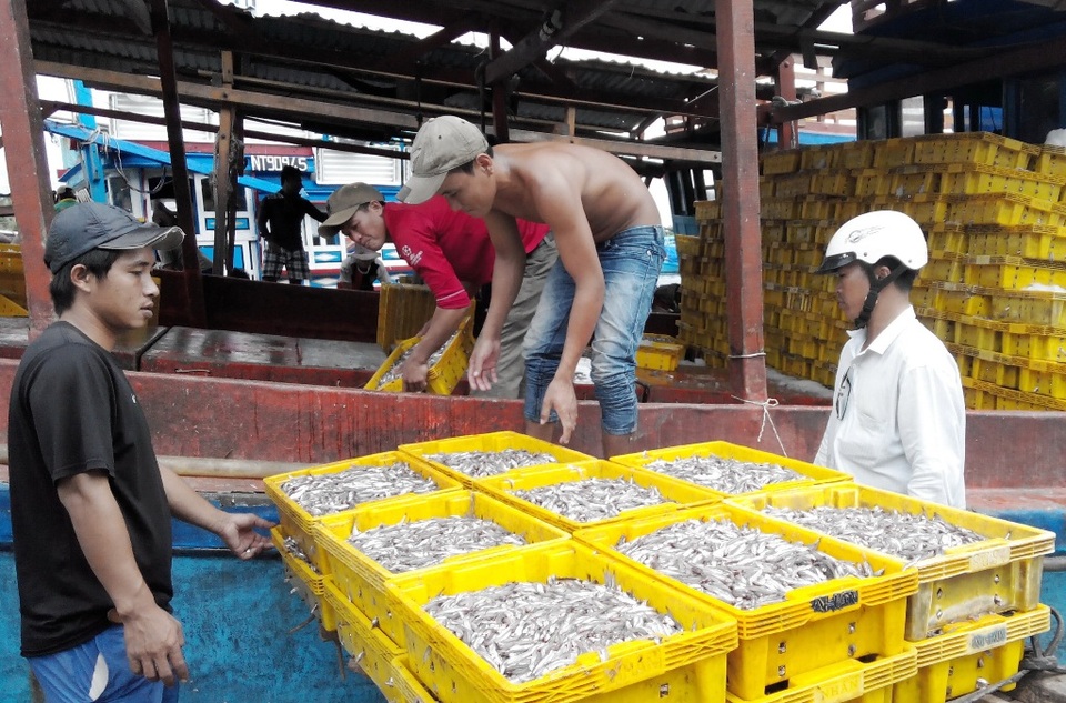 Phú Quốc chỉ cho phép tồn tại nước mắm sản xuất theo cách truyền thống - 2
Bà Hồ Thị Liên, Chủ tịch Hội Nước mắm Phú Quốc, cho biết: nước mắm truyền thống tại Phú Quốc chỉ có cá cơm than và muối. (khách đến nhận cá cơm mà các thuyền vừa đánh bắt từ biển về)