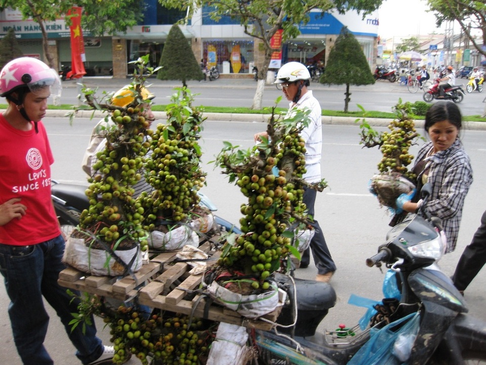 
Người dân cần đề cao cảnh giác khi mua loại kiểng sung này (ảnh minh họa)
