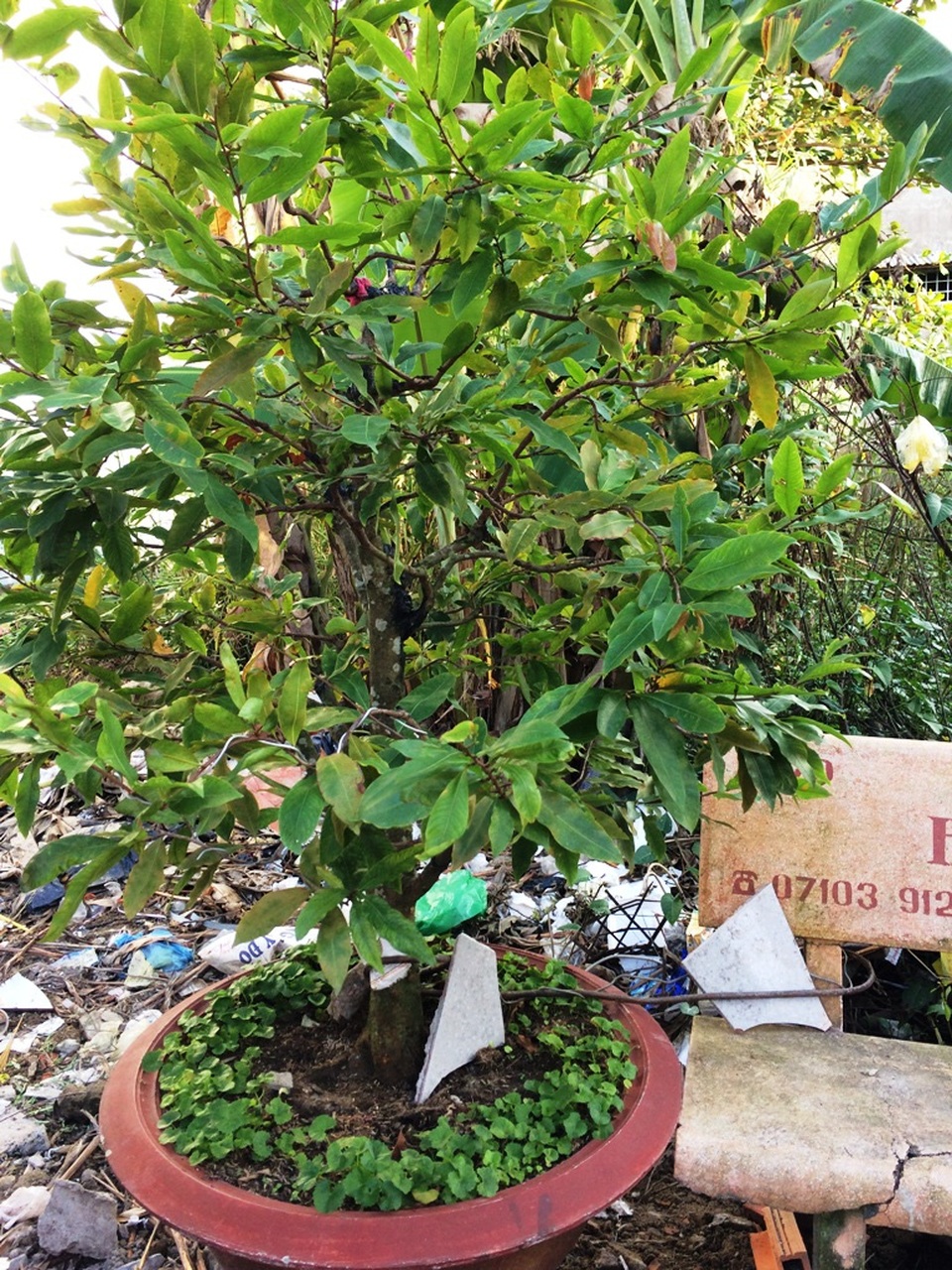 
Để giữ chậu mai, ông N. và nhiều người dân khác dùng dây xích hay dây kẽm buộc lại như thế này
