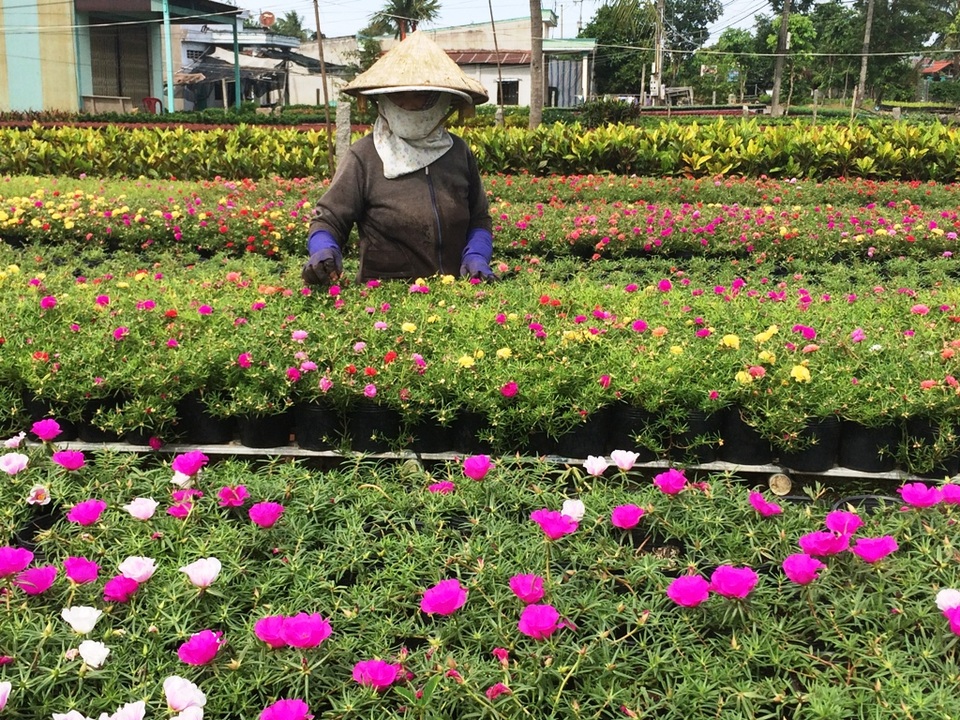 Mưa đêm, ngày nắng gắt… dân trồng hoa Tết lo sốt vó - 1
Thời gian này, bà con trồng hoa như ăn ngủ ngoài vườn để lo cho mùa hoa Tết