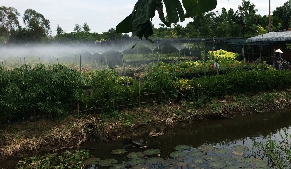 Mưa nhiều, hàng trăm ha lúa gieo sạ lại, cả ngàn giỏ hoa chết - 2 Trước thời tiết thất thường, các nhà chuyên môn đề nghị bà con trồng hoa lắp đặt nhà mát và hệ thống phun sương để giảm thiệt hại cho vườn hoa khi mưa dầm,nắng gay gắt như hiện nay