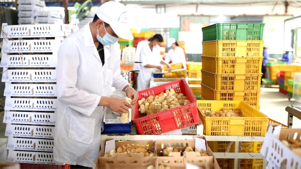 Câu chuyện về người nâng tầm cho giống gà bản địa Việt Nam - 3 Lượng Huệ là công ty đầu tiên áp dụng Vaccine 4 bệnh cho gà 1 ngày tuổi