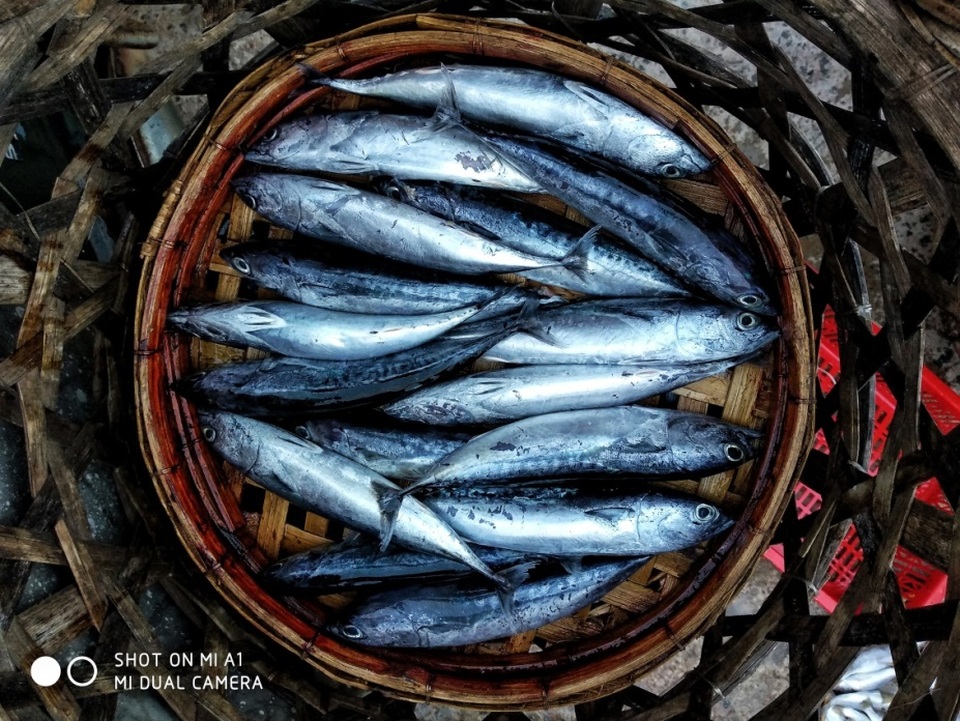 Rổ cá nục ánh xanh mới về từ chuyến ra khơi sẽ khiến du khách nghĩ gì? Nghĩ về những cuốn bánh tráng ngon lành, về tô canh ngọt vị hay về nỗi biết ơn người ngư dân, về sự hàm ơn đất nước đã có những sản vật đơn giản nhưng kỳ vĩ thế này?