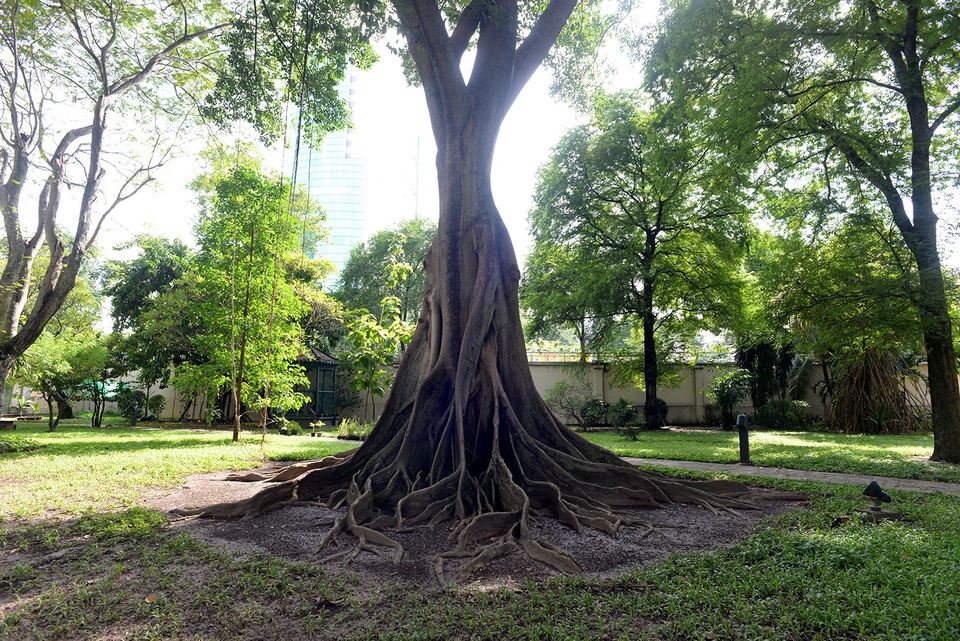 Cận cảnh tòa nhà Tổng lãnh sự Pháp 150 tuổi tại TPHCM - 15 Một cây cổ thụ với bộ rễ lớn đã trăm năm tuổi trong khu vườn.