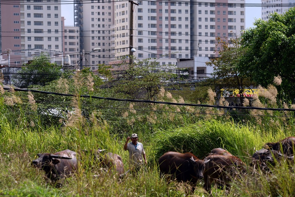 "Tỷ phú" chăn trâu với cuộc sống... lang bạt kỳ hồ - 1
Những ai thường đi ngang qua khu đô thị mới Thủ Thiêm, quận 2 sẽ dễ dàng bắt gặp người đàn ông với dáng người thấp đậm, cứ bám sát đàn trâu, luồn lách bên trong các bãi lau sậy. Đó là ông Văn Đức Tời (52 tuổi, quê Nghệ An), người sống đời du mục nhiều năm nay ở các vùng ven sông Sài Gòn.