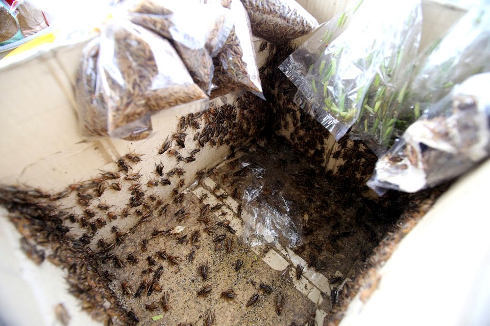 Các loại sâu bọ được đóng thành bịch có mức giá từ 2.000-10.000 đồng tùy số lượng.