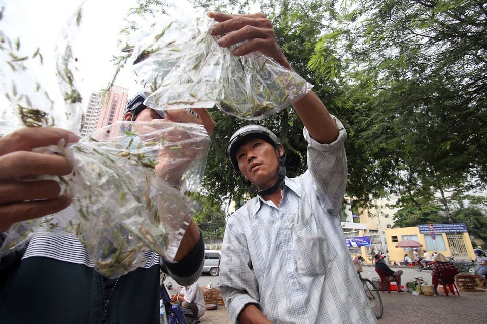 Chợ chủ yếu phục vụ cho những người đàn ông mê chơi chim, cá cảnh.