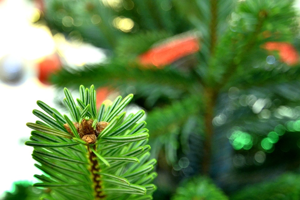 Độc đáo cây thông Noel thật được nhập về từ Mỹ - 5 Ở đầu nhánh có đậu 3 quả thông.